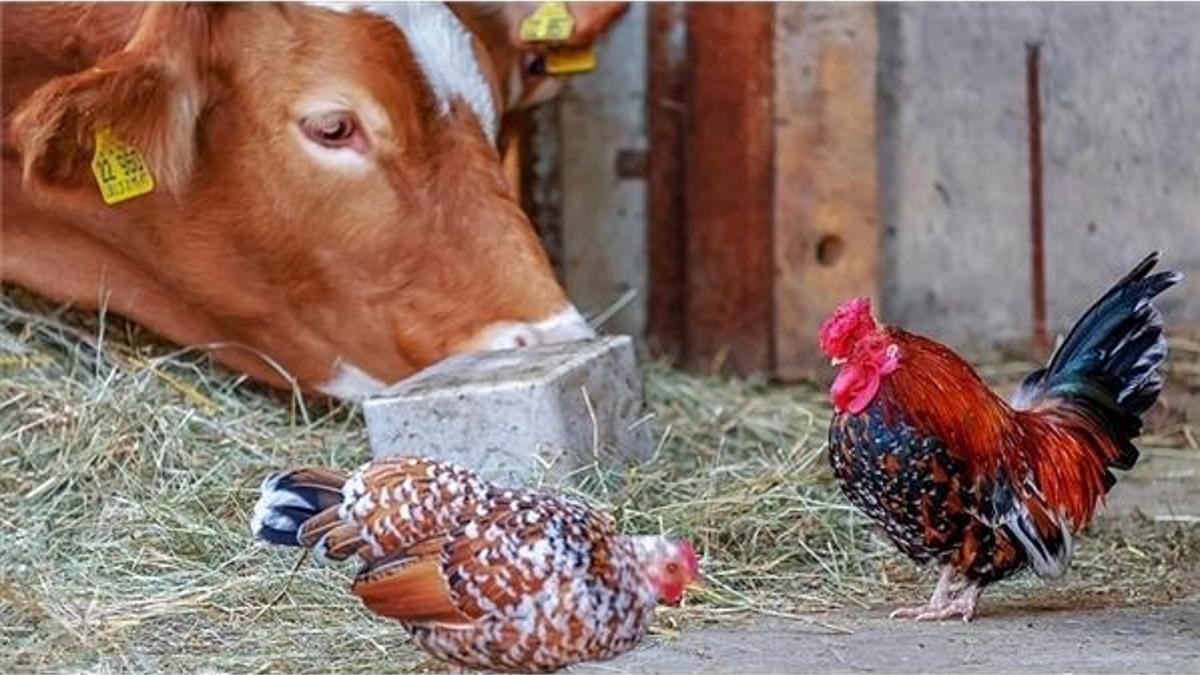 Dünya Hayvan Sağlığı Örgütü: Kümes hayvanları Kovid-19'u yaymıyor