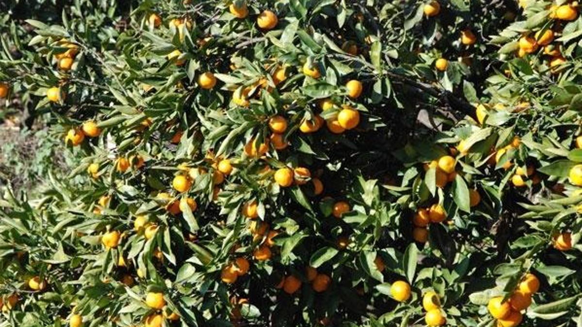 Portakal fiyatlarında koronavirüs etkisi! Tanesi 2.5 lira...