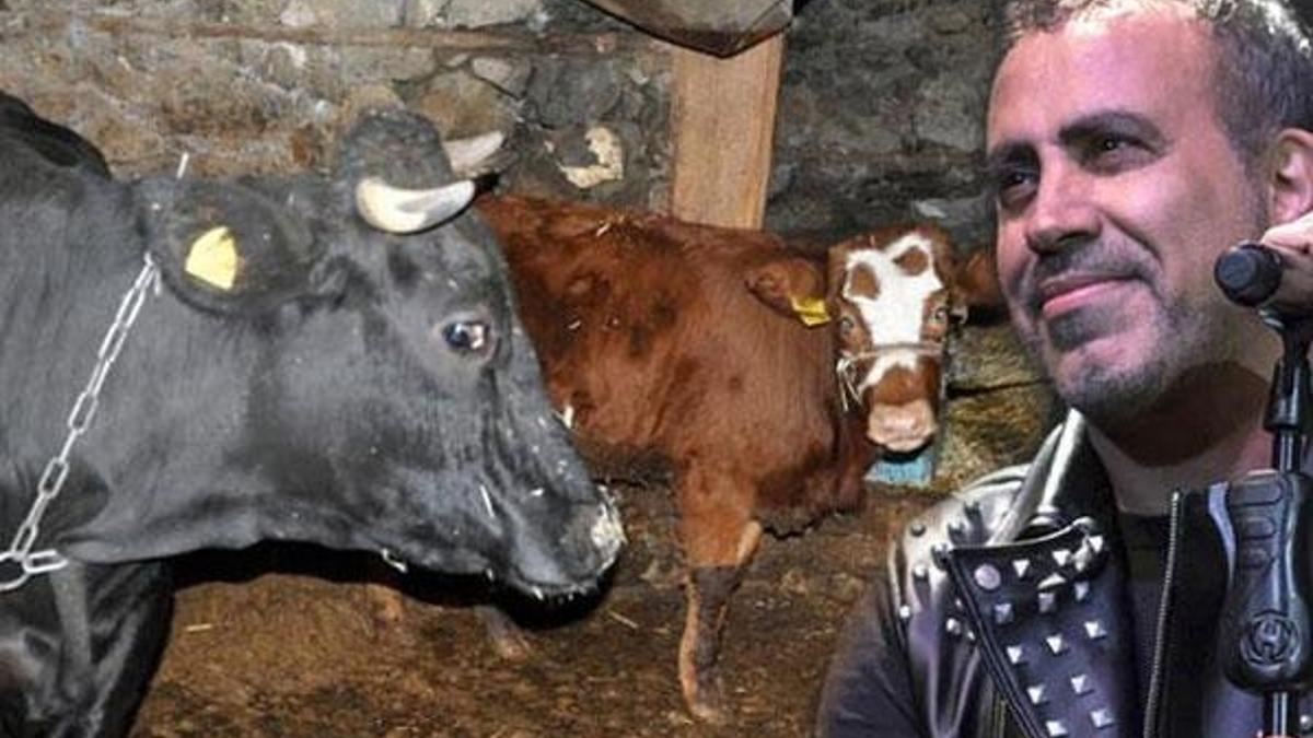 Yine gönülleri fethetti! Haluk Levent cinsel saldırı mağduru buzağıyı satın aldı