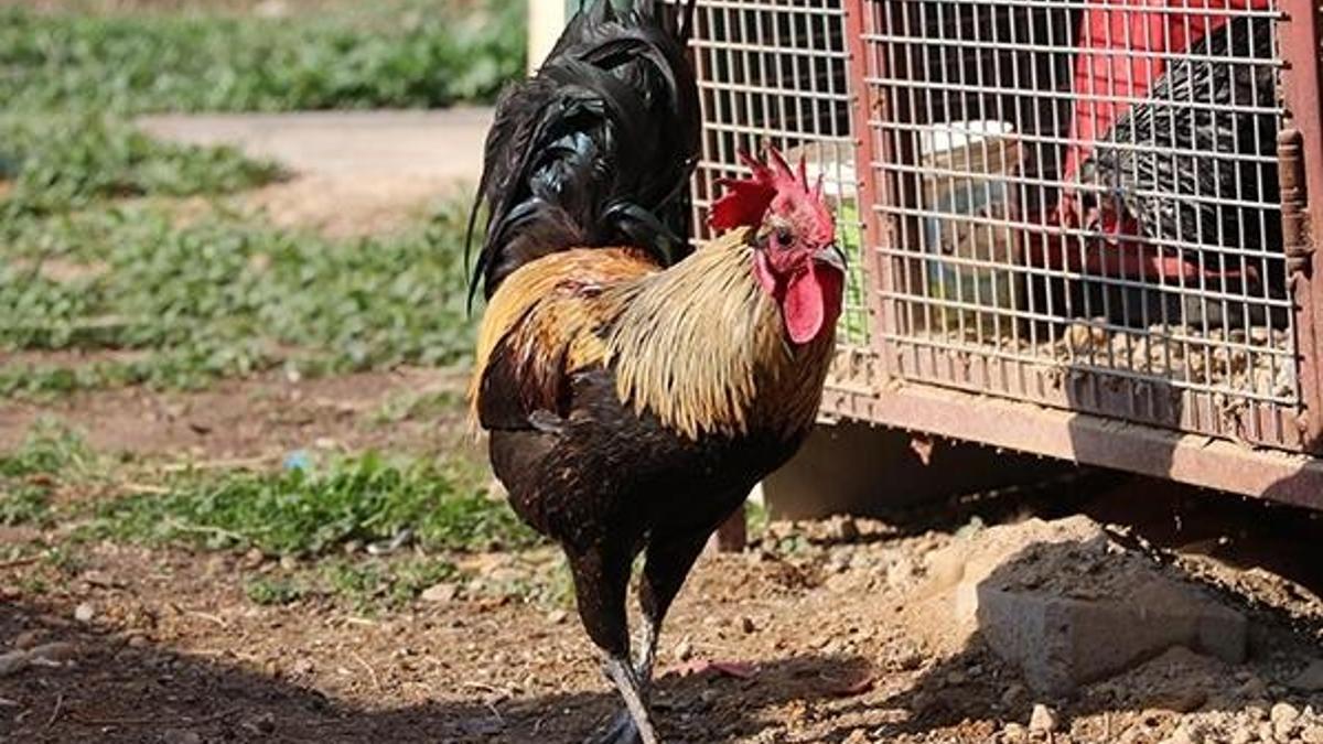 Öterken bayılıyor! Denizli horozu için otomobil teklif edildi