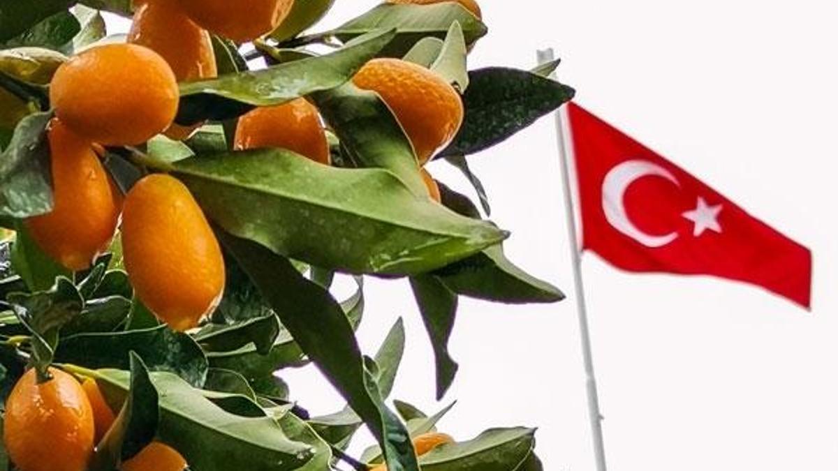Antalya'nın altın portakalı 'kamkat'ın hasadı başladı