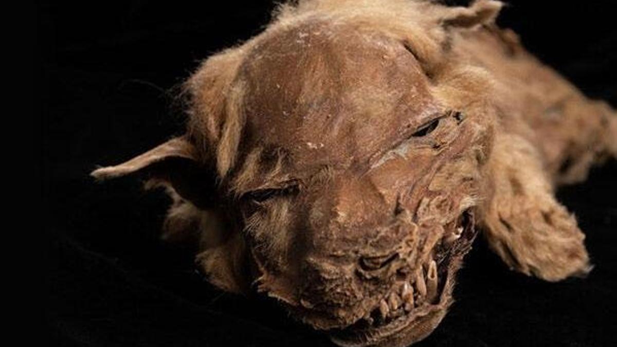 Buzul çağından kalma 57 bin yıllık kurt yavrusu fosili araştırmacıları şaşkına çevirdi