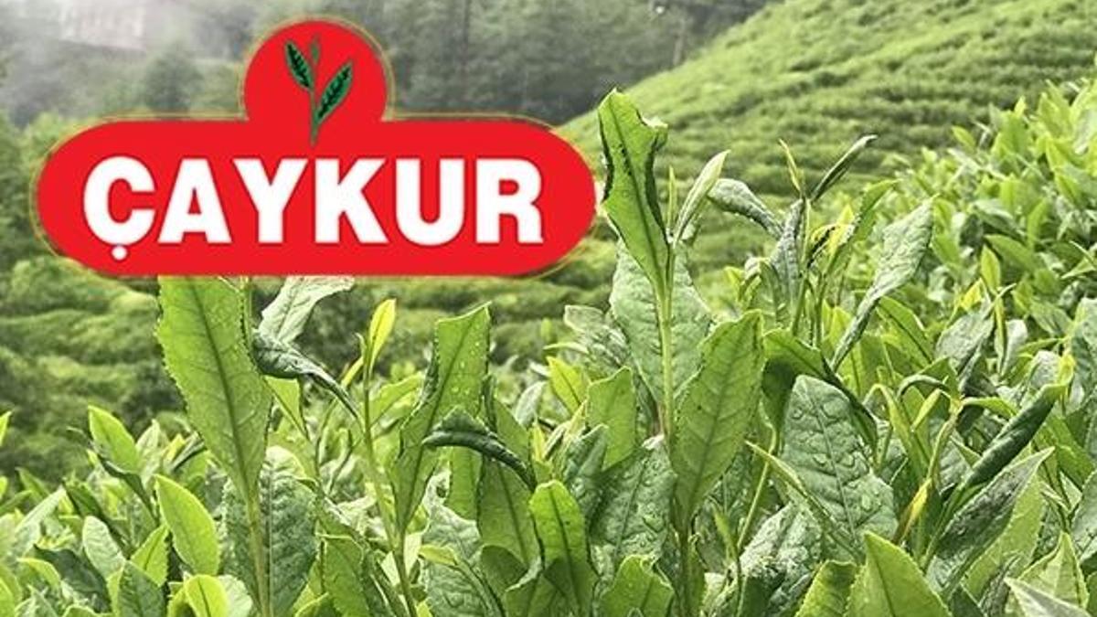 ÇAYKUR kura sonuçları! ÇAYKUR Arhavi, Cumhuriyet, Çamlı ve Tirebolu kura sonuçları!