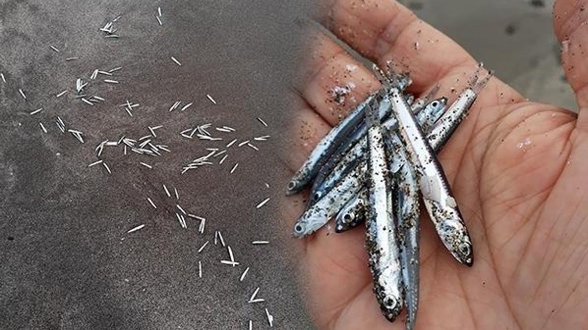 Antalya'da endişelendiren görüntü! 'Hepsi sersemleşmiş ve kendinde değil'