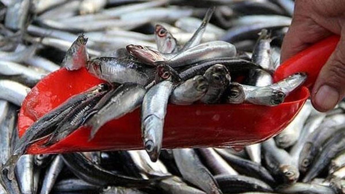 Tezgahlar doldu taştı! Kilosu 10 lira
