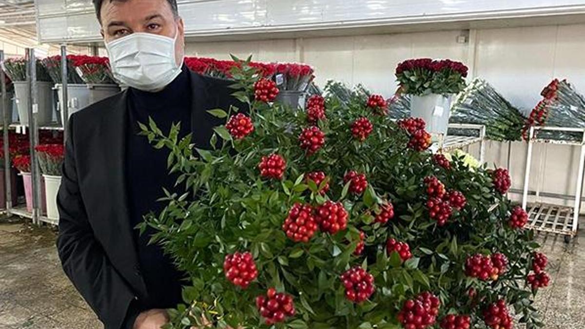 Yılbaşı çiçeği 'kokina'ya yoğun talep
