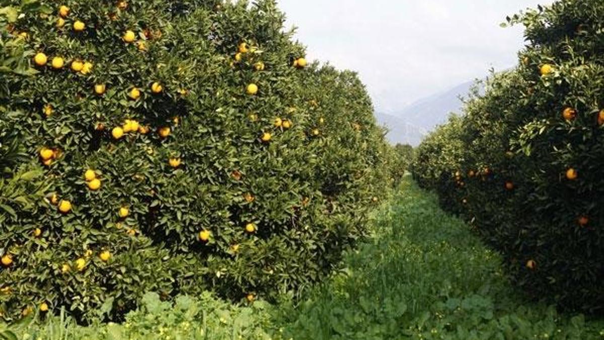 Portakalın fiyatı uçtu! Dalında 4 lira