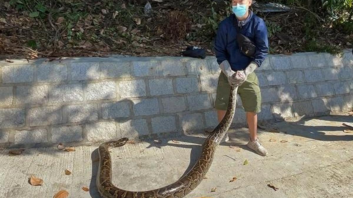 Şok eden görüntüler! Evde yakaladı, boyu 3 metreyi aşıyor...