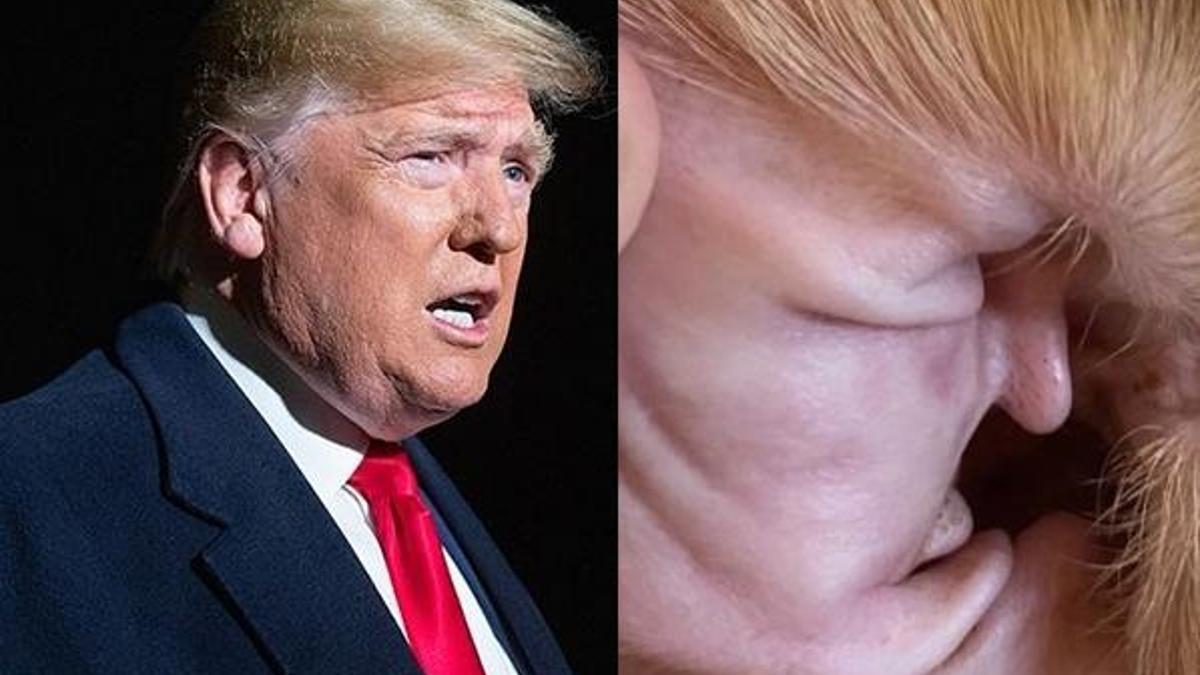 ABD'de Trump'ın suretine benzetilen köpeğin kulağı görenleri şaşırttı