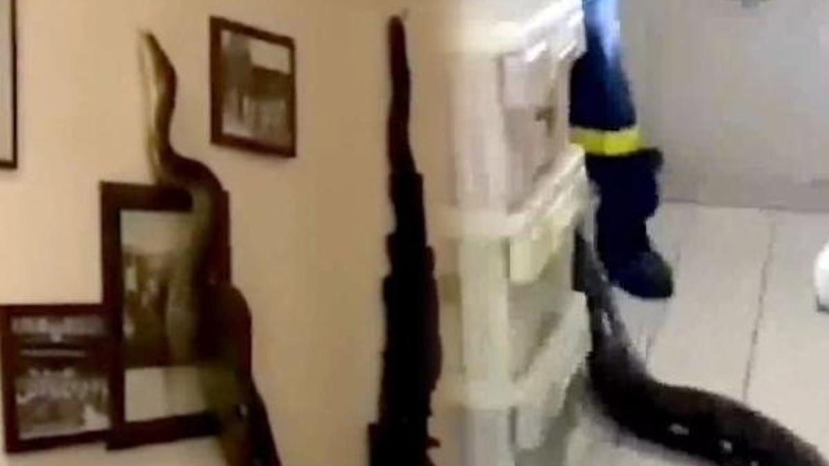 Bina çığlık çığlığa! 3.5 metrelik canavar eve girdi...