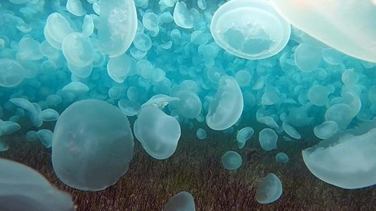 Su altında görünce şok oldu! Binlercesi Çanakkale Boğazı'nda...