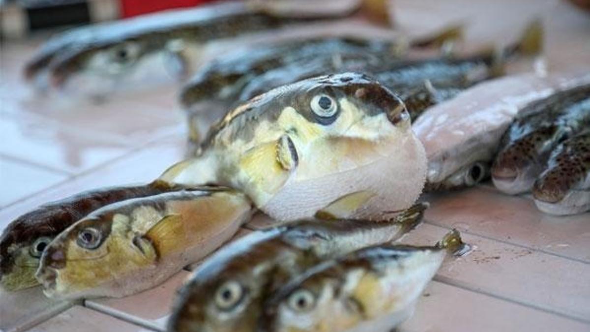 İçindeki toplu iğne başı kadar zehir bile öldürüyor