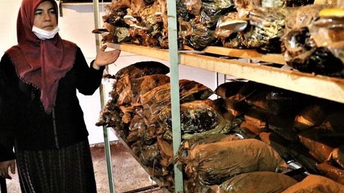 Ölümsüzlük mantarı! Kilosu 3 bin lira