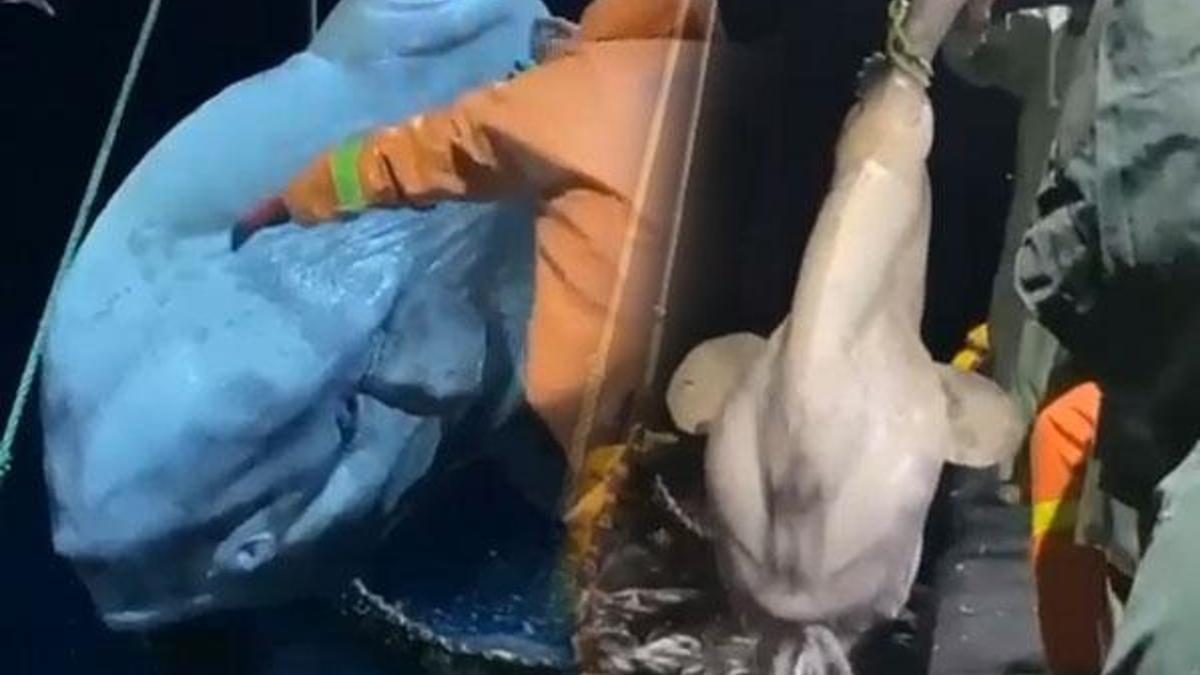 Balıkçılar daha önce böylesini görmedi! 300 kiloluk nesli tükenen...