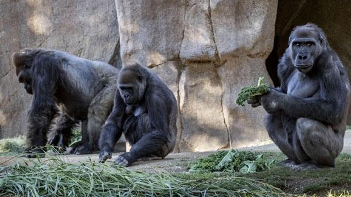 Koronavirüs gorillere de bulaştı