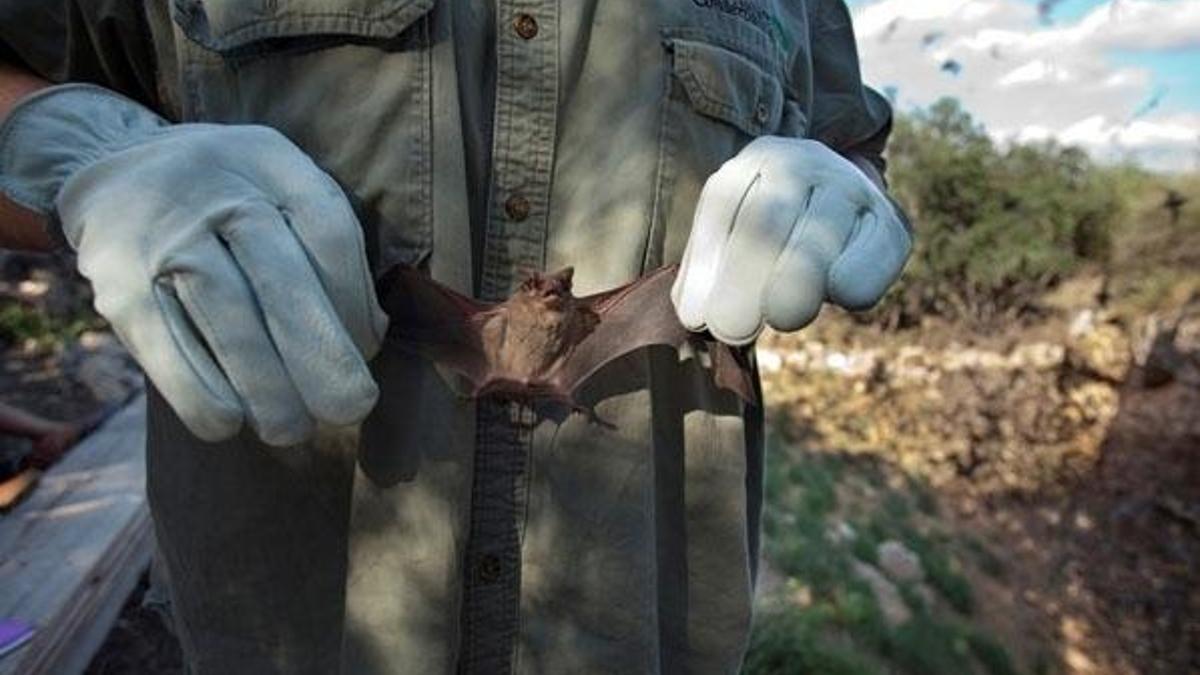 Nipah virüsü nedir, bulaşıcı mı? DSÖ listesinde ilk onda olan Nipah virüsü (NİV) ne zaman çıktı, belirtileri ve tedavisi nelerdir?