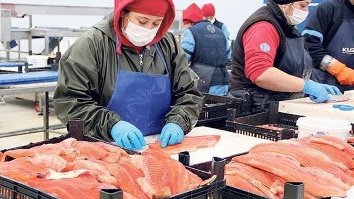 Ruslar, Türk somonunu sevdi! 31 milyon 868 bin dolar...