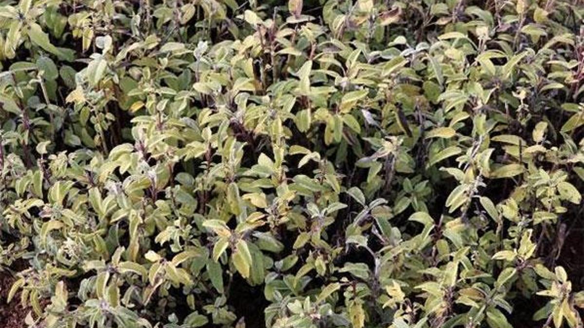 'Bağışıklık sistemini güçlendirmede çok etkili'