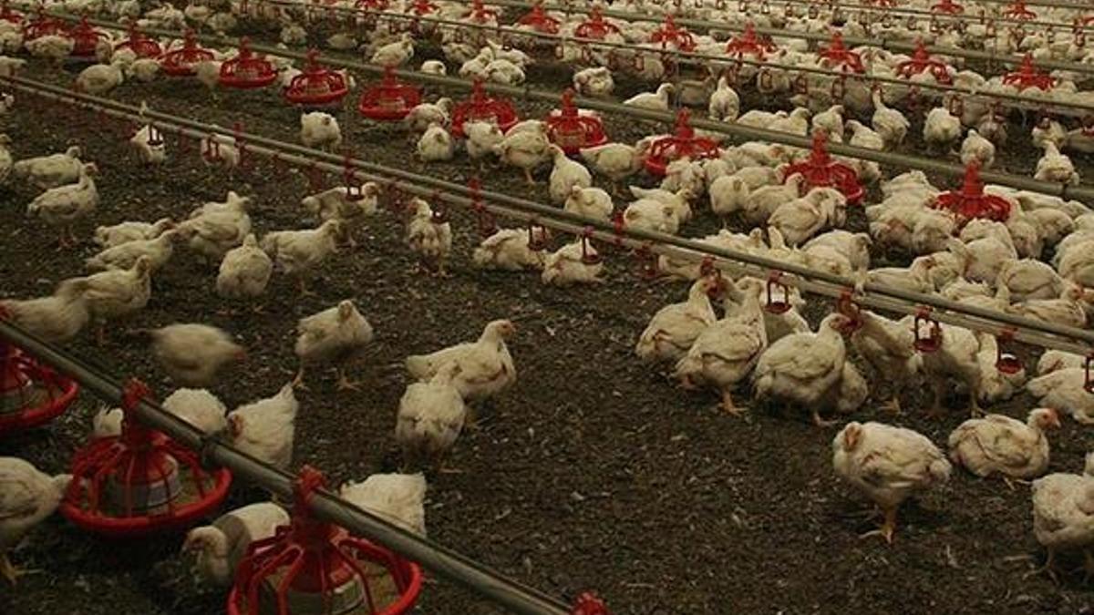 Japonya'da kuş gribi rekor seviyede: 5.8 milyon tavuk itlaf edildi