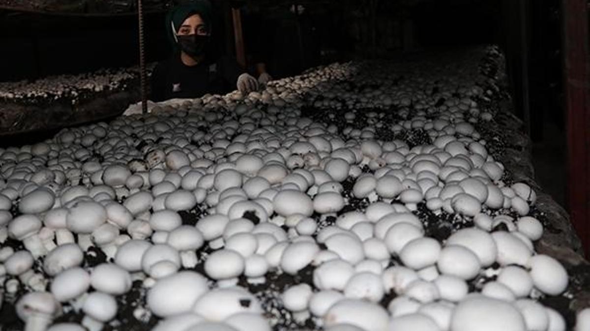 Ayda 20 ton üretiliyor! Yoğun talep var, siparişlere yetişemiyorlar...
