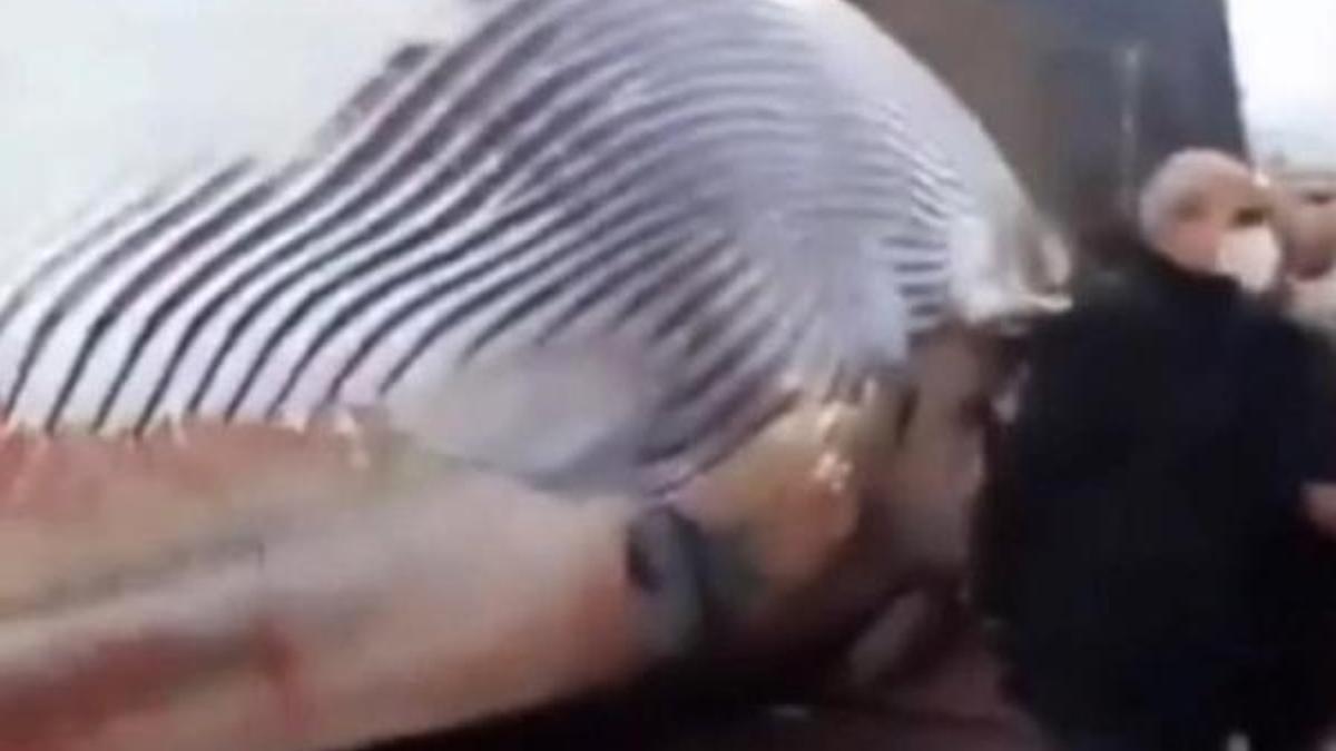 Görenleri şaşırtan durum! Dev balina kıyıya vurdu!