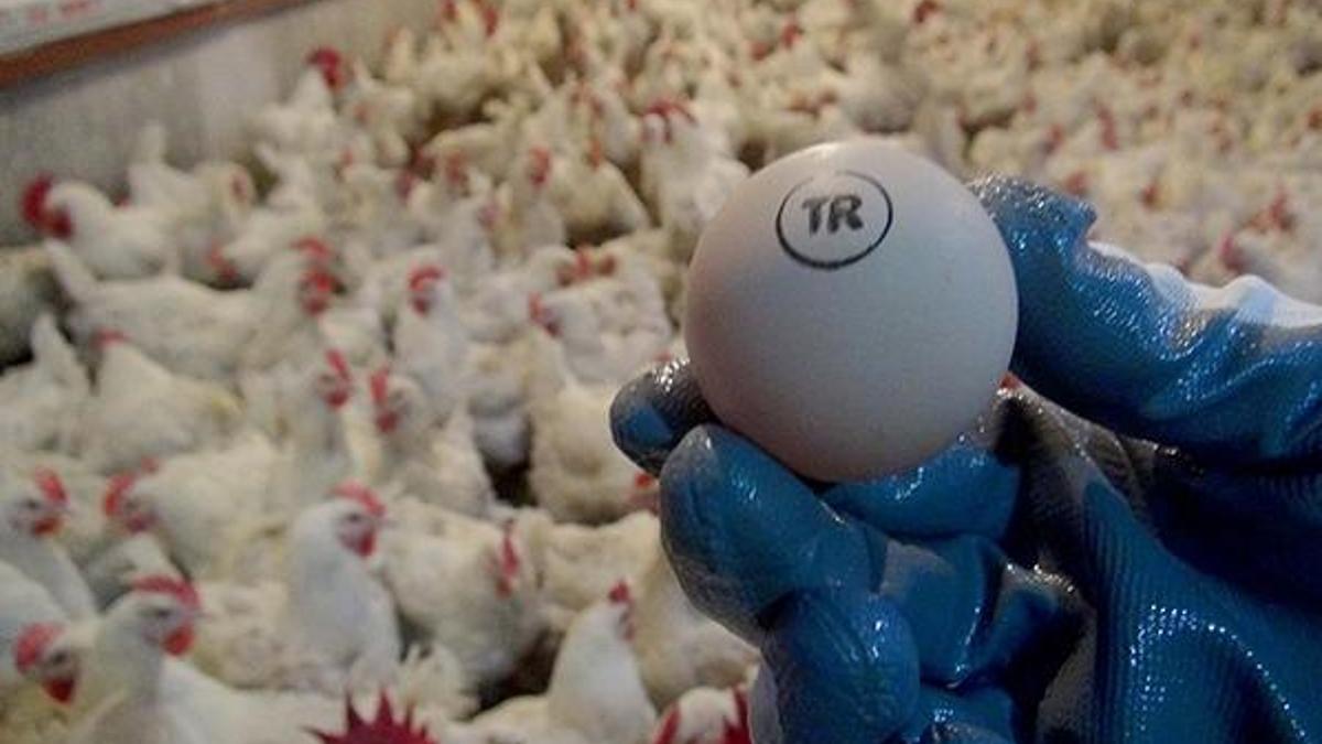 Yumurtada üretim düştü, fiyatlar arttı