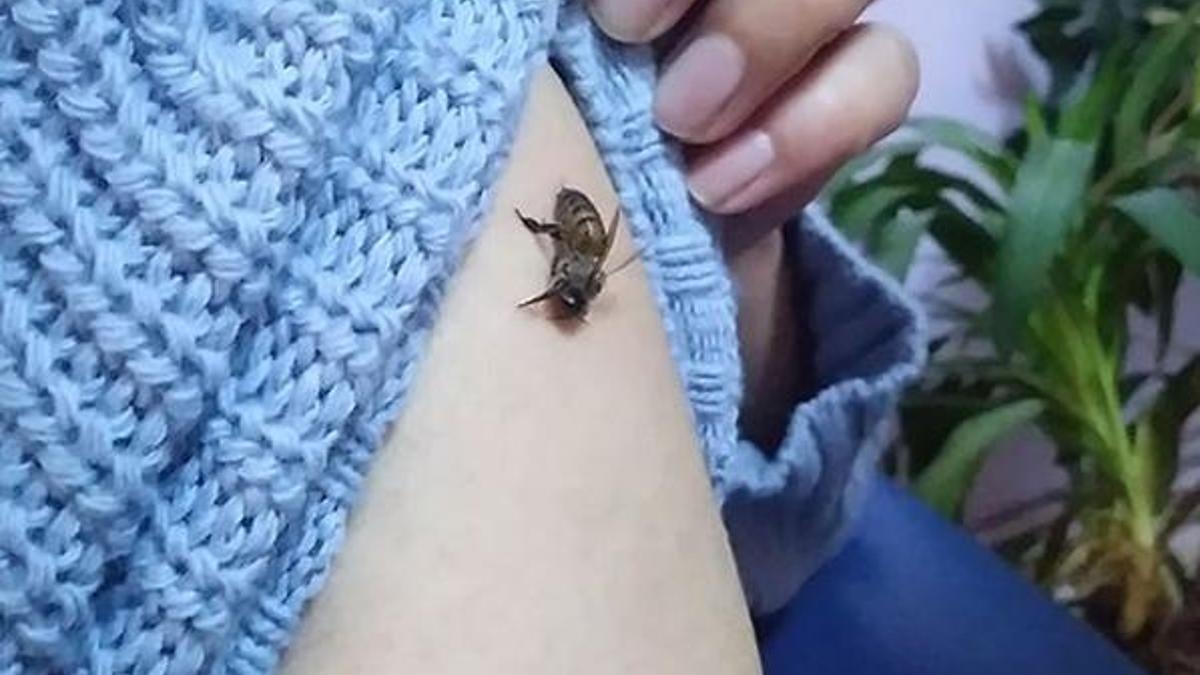 Koronavirüs için yapılan bal arısı yönteminde ölüm riski!