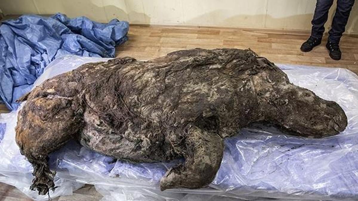 Sibirya’da 40 bin yıldır buzulda korunan gergedan keşfedildi