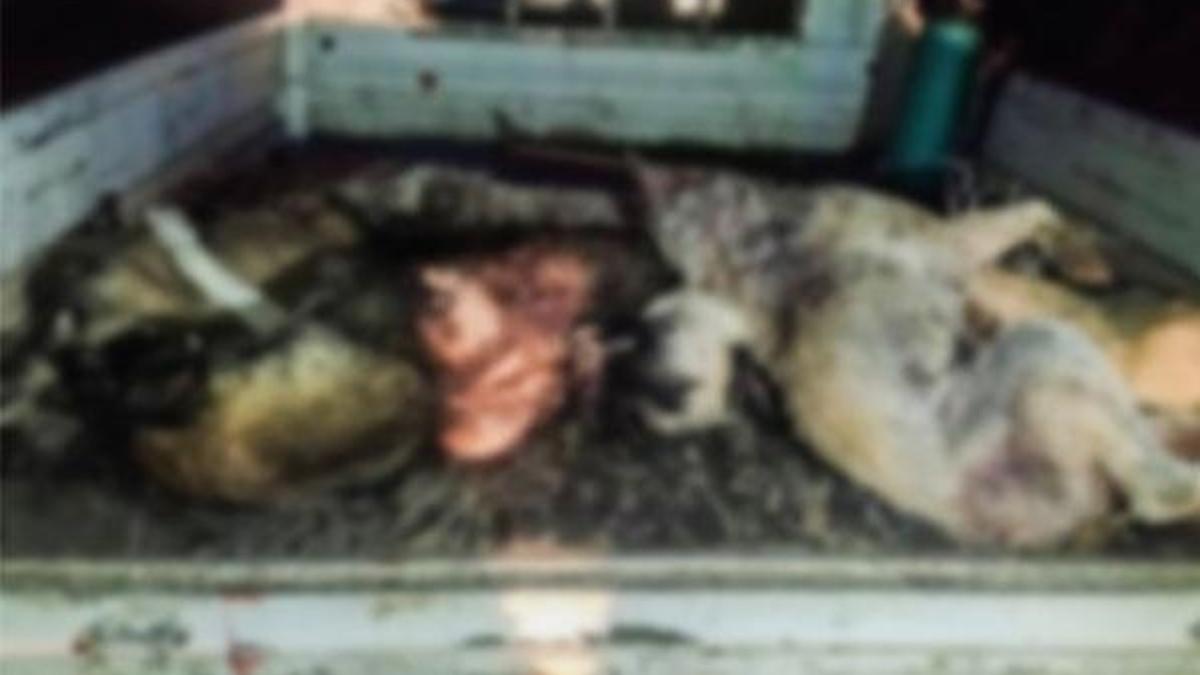Şanlıurfa'da kan donduran toplu köpek katliamı