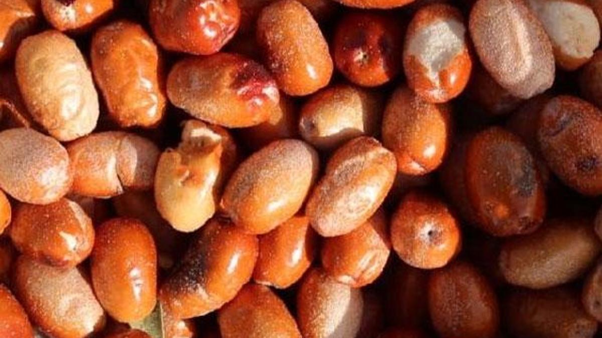 Bağışıklık sistemini güçlendiriyor