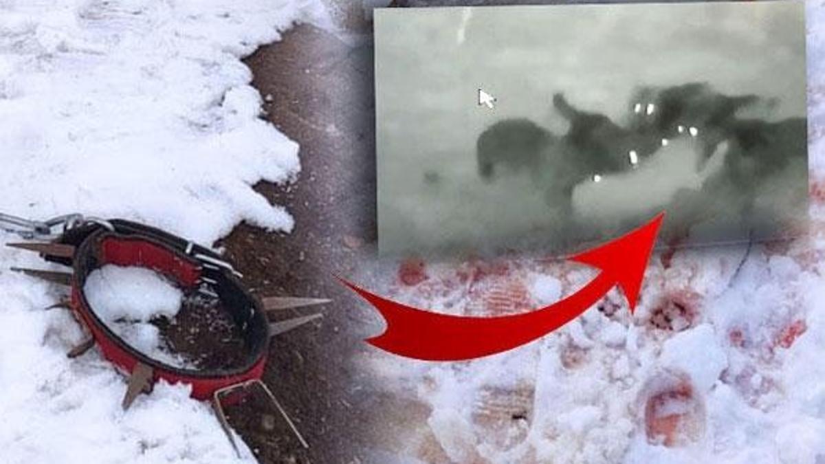Sivas'ta korkunç olay! Kangal köpeği bile direnemedi