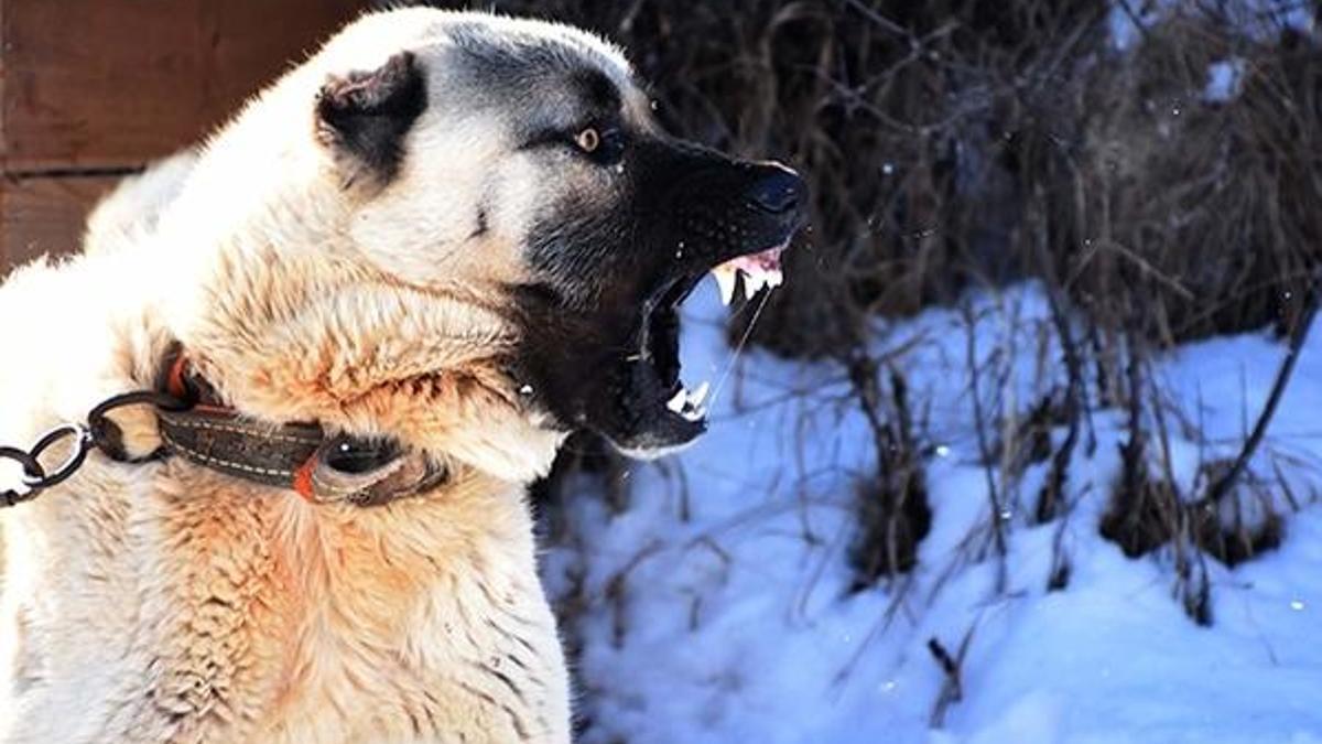 Sürü sahiplerine kurtlara karşı '3 Kangal köpeği' önerisi