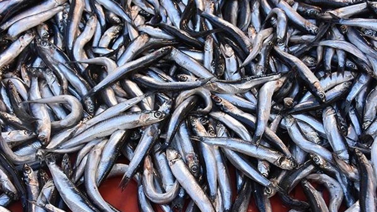 Hamsi kavgası çıktı!  İzmirli balıkçılar; Karadeniz'de iki bizde 12 ay var...