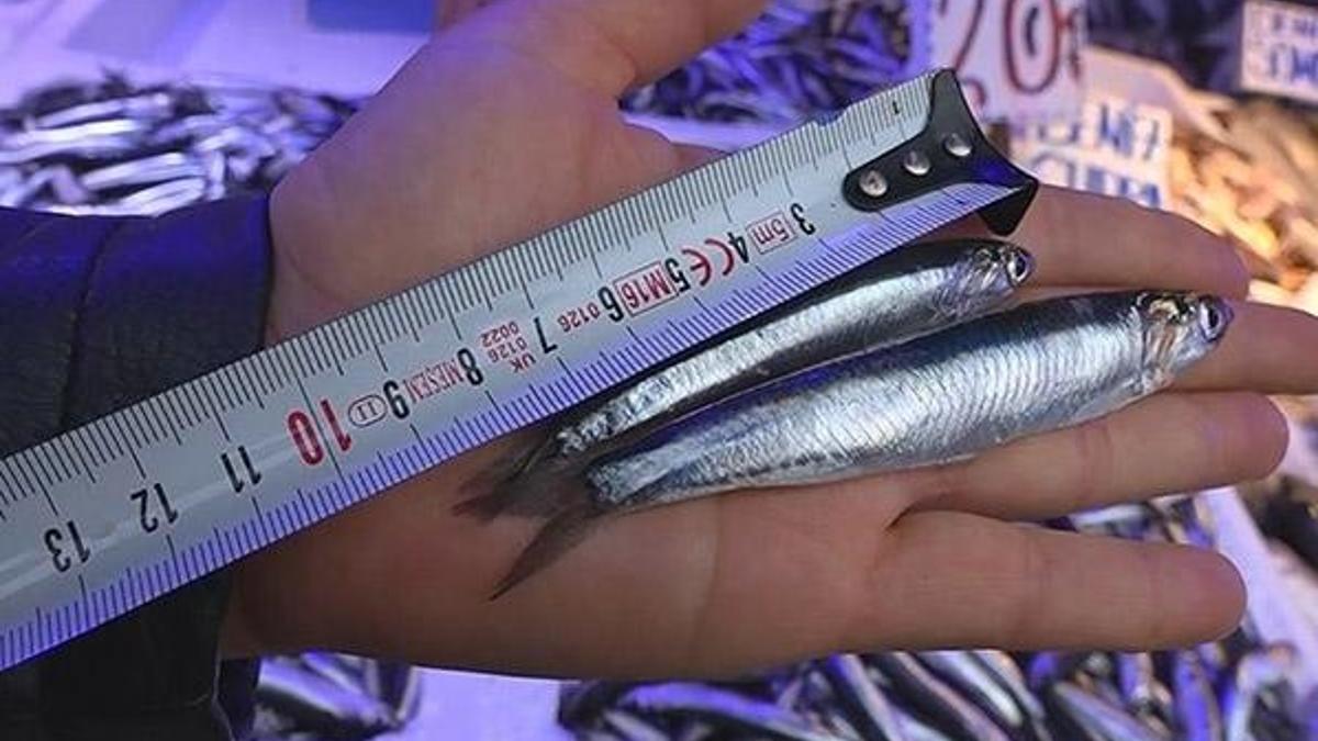 Hamsinin kilosu 25 liradan tezgahlarda!
