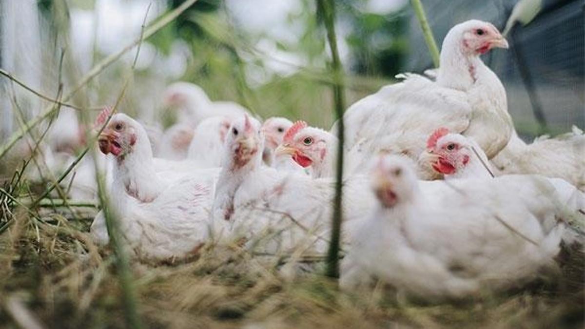 Cezayir'de kuş gribine rastlanmasının ardından OHAL ilan edildi