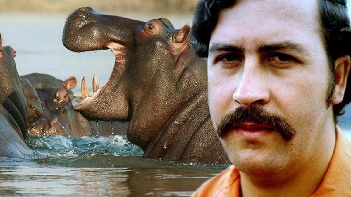 Kolombiyalı uyuşturucu baronu Escobar'ın su aygırları kriz çıkardı!