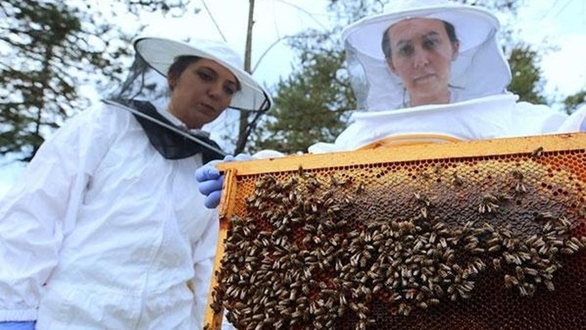 Arıcılık uzmanından iklim değişikliğinde arıları koruma önerileri