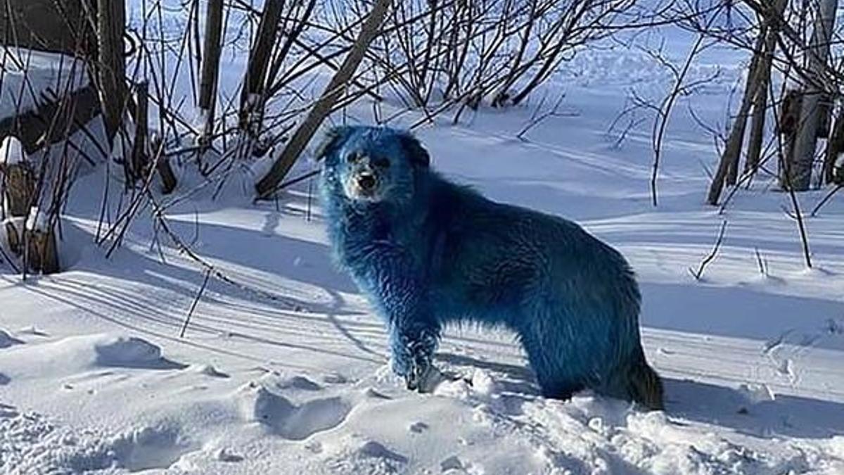 Ülkede şok görüntü! Köpeklerin rengi maviye döndü