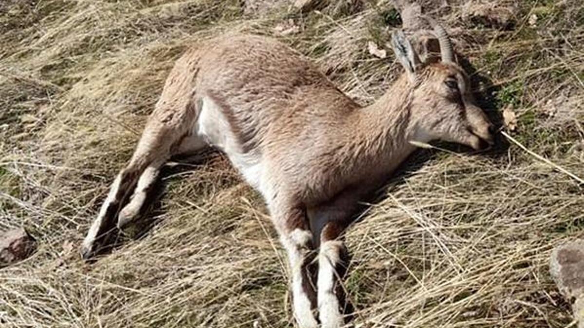 Tunceli'de, koruma altındaki 7 yaban keçisi ölü bulundu