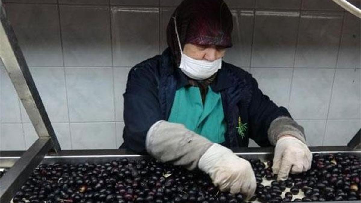 Zeytinde büyük hile! Bunu da yaptılar