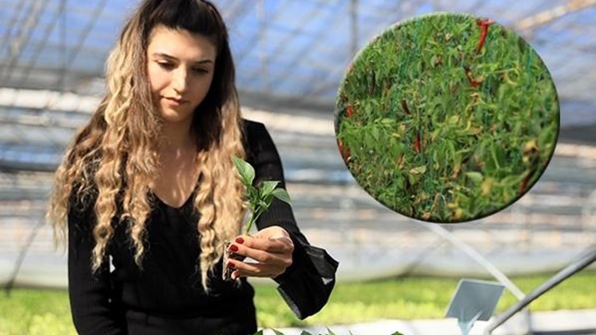 50 kat daha acı! Rakip çıktı, kilosu 10 liradan başlıyor...