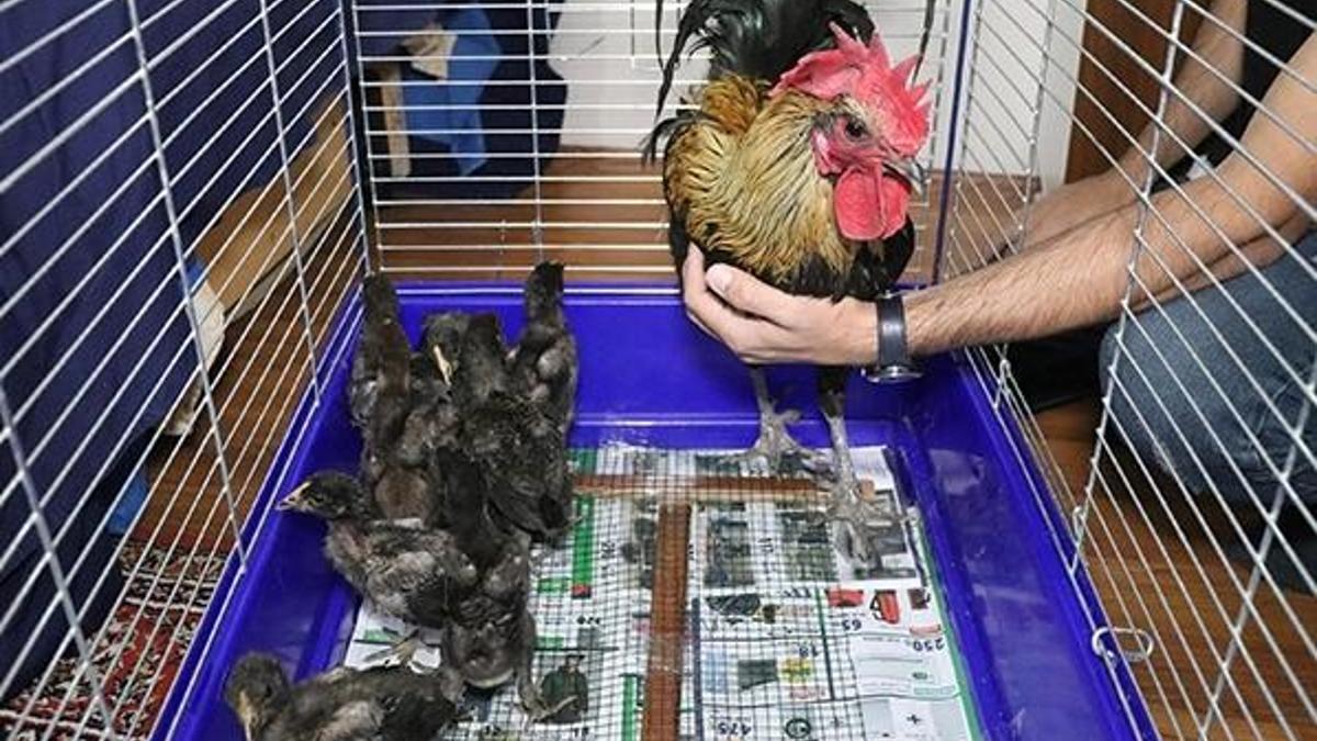 Öterken bayılan fenomen horoz 'Bahtiyar'ın 10 yavrusu oldu