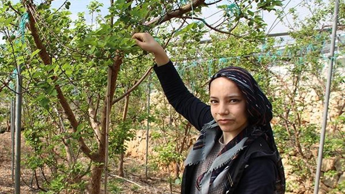 Önceden yere döküyorlardı, değeri yeni ortaya çıktı! Kilosu 100 lira...