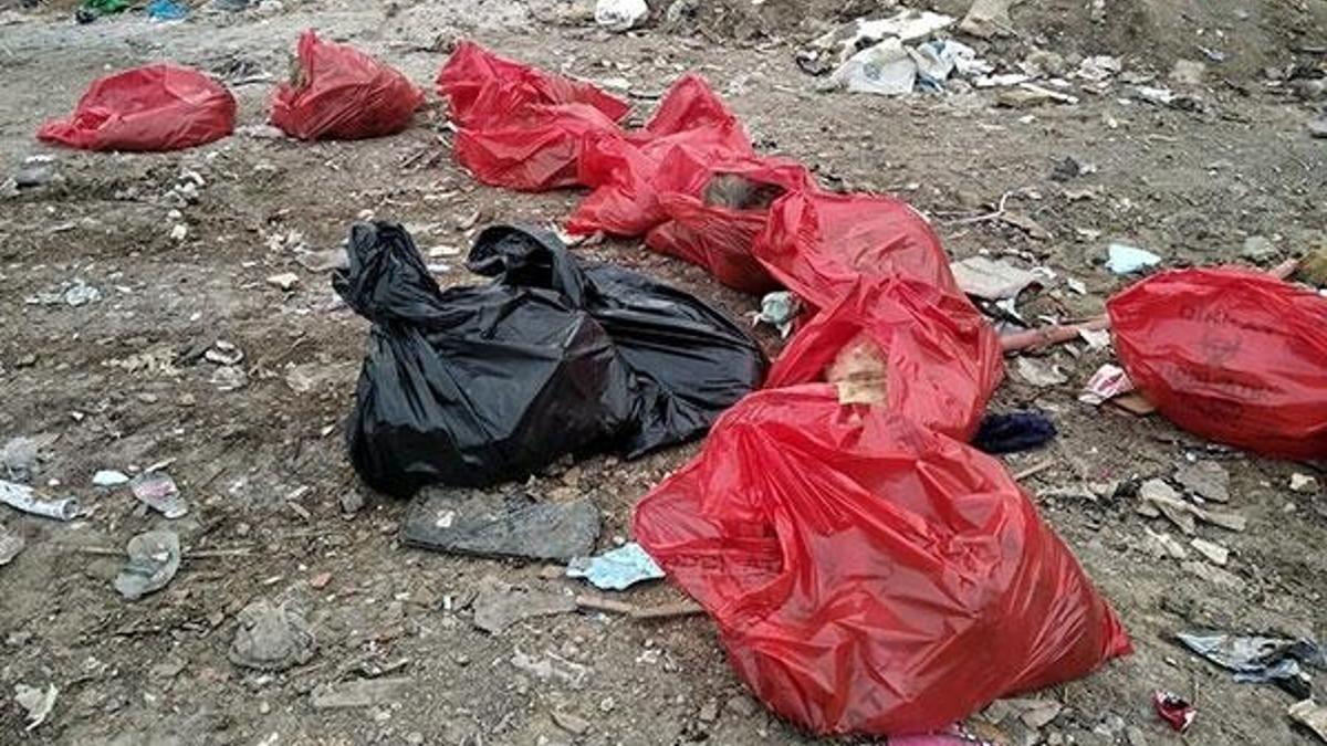 Ankara'da molozların arasında 20 ölü köpek bulundu