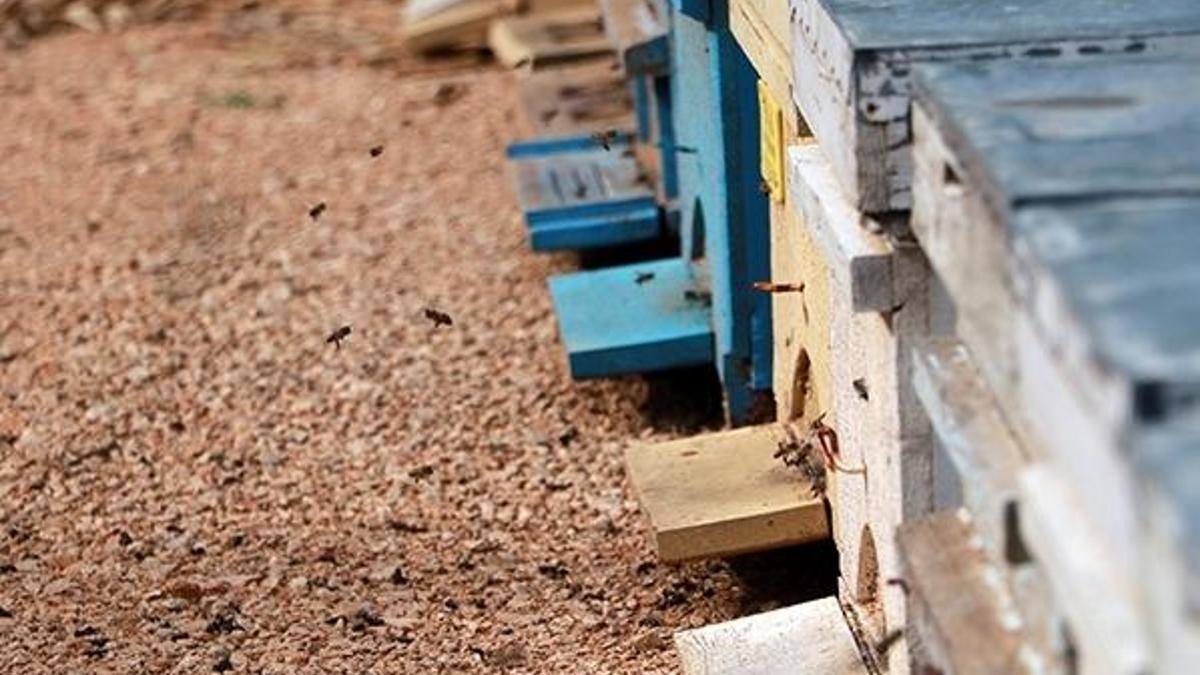 Kentte bal tüketimi pandemide iki kat arttı