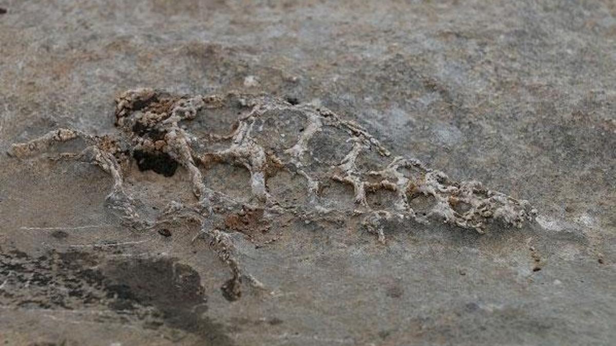 Adıyaman'da 70 milyon yıllık 'Gastropod' fosili bulundu