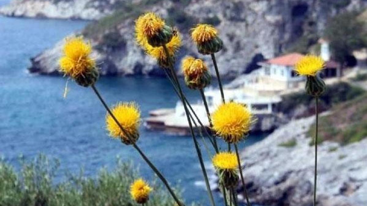 Kuşadası'nın endemik bitkisi ‘tülüşah' koruma altında