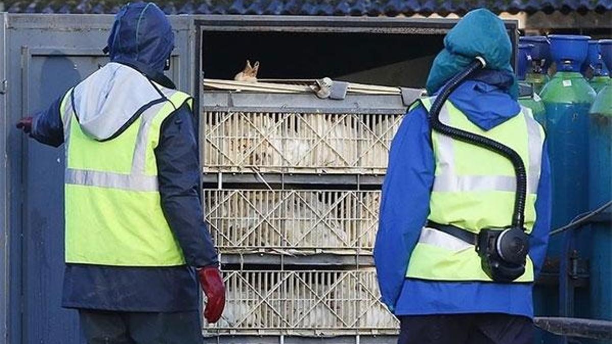 H5N8! O ülkede görüldü, ilk kez...