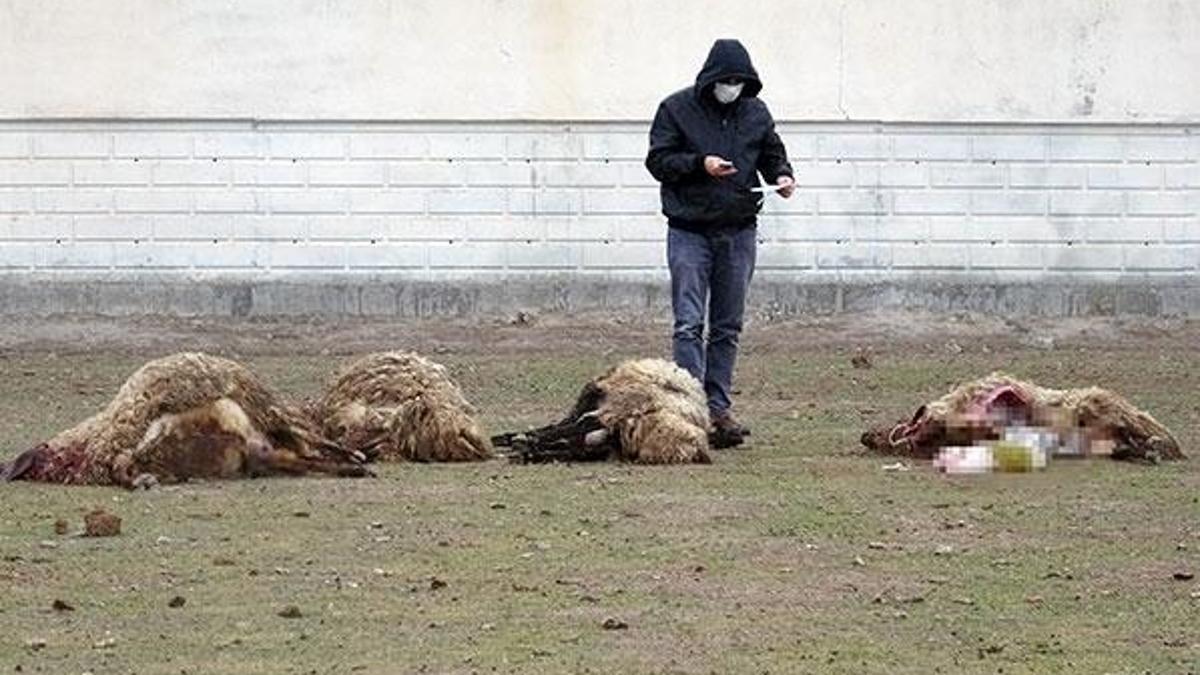 Köyde esrarengiz olay! Bir anda karınları şişip, yarıldı...