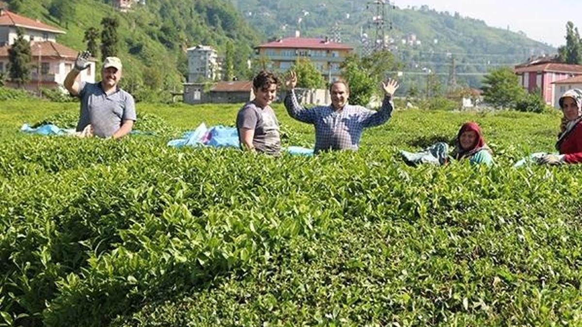 Karadeniz'e 'çay göçü' öncesi önemli uyarı!